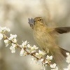 Budnicek mensi - Phylloscopus collybita - Common Chiffchaff 8057